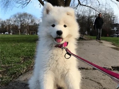了解萨摩耶犬的性格与如何挑选（探寻萨摩耶犬的特点与购买要点）