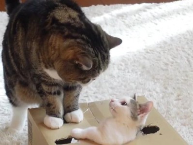 宠物猫为什么喜欢钻纸箱？（探究猫咪爱钻纸箱的原因及心理）