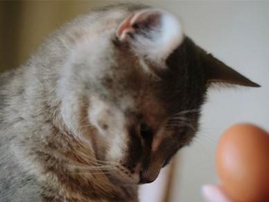 为什么猫咪会吐出毛球？（解析猫咪吐毛球的原因与预防方法）