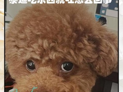 泰迪犬为何经常发出惨叫声？（探究泰迪犬惨叫的原因及应对方法）