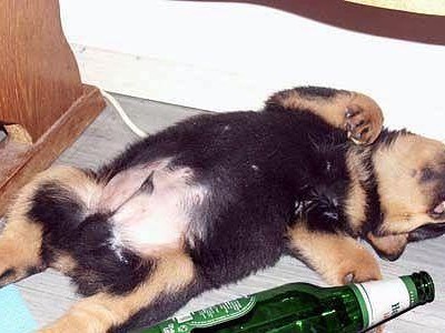 宠物犬能否饮啤酒？（了解犬喝啤酒的危害和后果）