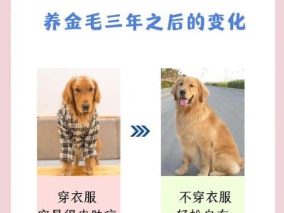 如何解决金毛犬掉毛问题（5个方法帮你轻松应对金毛犬掉毛难题）