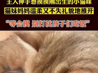 猫咪初生的关怀指南（照顾新生猫咪需要注意的事项及方法）