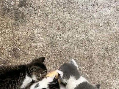 小猫咪断奶的最佳时机（了解小猫咪断奶的时间和方法，让它健康成长）