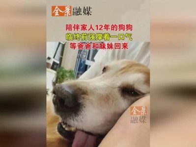 狗撑着能好多久？（探究狗撑着的持久力与康复效果）