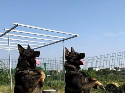 训练萨摩耶犬的关键注意事项（培养听话萨摩耶犬的方法与技巧）