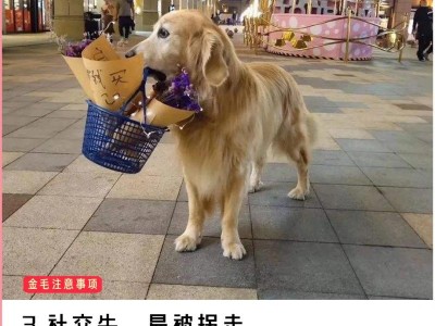 金毛犬喂食时间表和注意事项（新手铲屎官的金毛犬喂食指南）