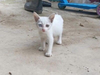 以孩子养什么猫咪玩（选择适合孩子的猫咪伴侣，培养孩子的责任心和亲子关系）