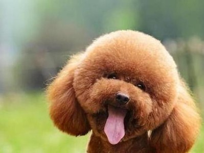 可爱泰迪犬的特点（了解泰迪犬的性格、外貌和智商）