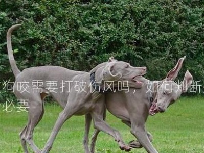 狗咬伤人时何时需要打针？（掌握这个关键信息，保护自己和他人）