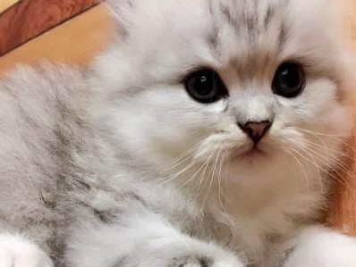 金吉拉猫幼猫的喂养指南（金吉拉猫幼猫的喂养指南）