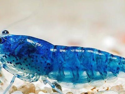 优质水质对水族虾的影响（为水族虾提供健康生存环境的关键因素）