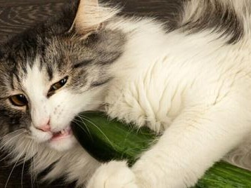 猫咪为什么害怕某些声音？（探究猫咪对特定声音的恐惧原因及解决方法）