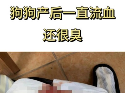 狗狗为什么会有臭味？（揭秘狗狗身上的臭味来源与处理方法）