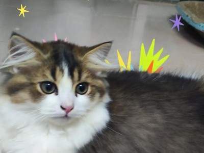 小奶猫的最佳养育时间（探讨什么时候是养小奶猫的最佳时机）