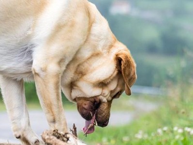 为什么狗狗喜欢吃自己的便便？（探究狗狗吃便便的原因和危害，帮助宠物主人解决问题。）