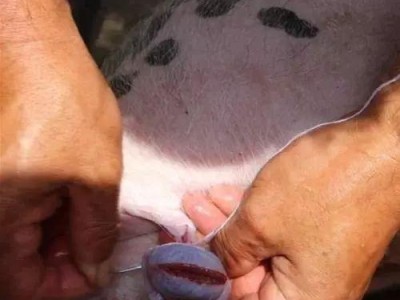 狗狗阉掉需要多久好？（探究狗狗阉掉手术的康复期和注意事项）