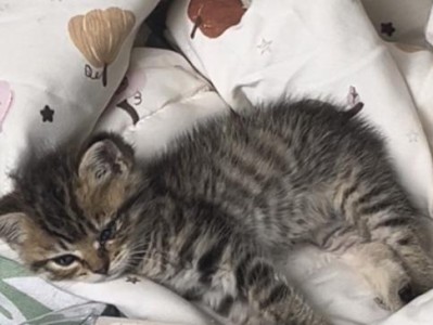 猫咪睡觉的奥秘（揭开猫咪喜欢睡觉的原因，你意想不到！）