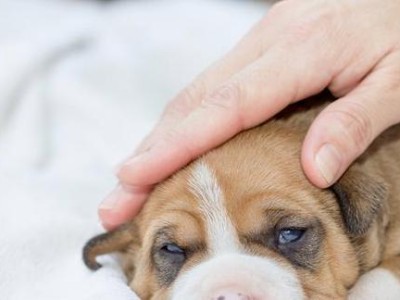 怎样帮助狗狗恢复健康？
