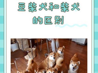 田园犬与秋田犬柴犬的区别（一探田园犬和秋田犬柴犬的性格、外貌和用途）