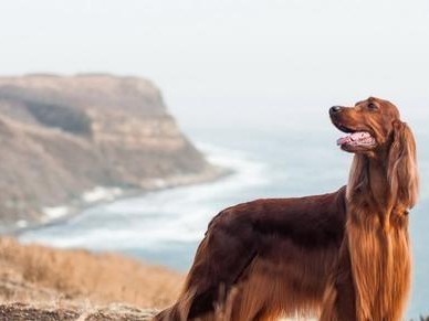 爱尔兰塞特犬的饲养方法（了解爱尔兰塞特犬的性格与需求，让它健康成长）