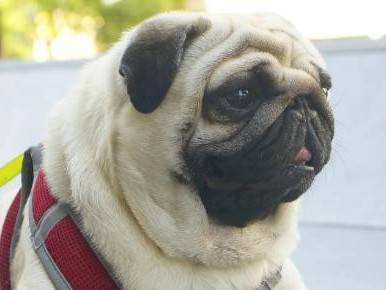 揭秘八哥犬中最贵的颜色（稀有的珍稀色彩引领八哥犬市场）