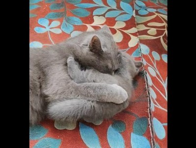 猫咪成长全指南（从刚满月到成熟，你需要知道的一切）