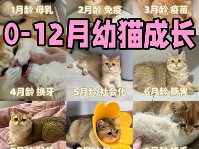 如何喂养和训练两个月的小奶猫（培养健康乖巧的小奶猫，奶猫喂养与训练的关键）