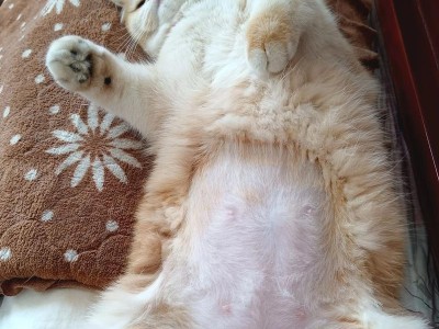 猫咪鼻梁上的毛掉了一点，是有什么问题吗？（探究猫咪鼻梁毛脱落的原因及对策）