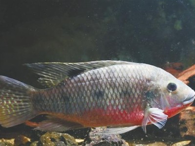 以黑斑鲫为宠物的饲养方法（饲养黑斑鲫，享受鲜活水族世界）