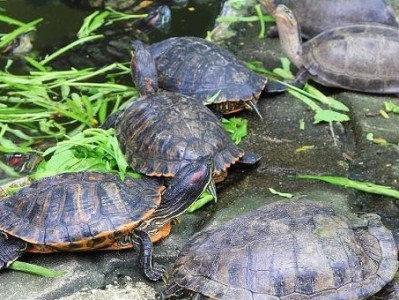 以黄腹滑龟为宠物的饲养方法详解（从选购到饲养，打造舒适的家庭水族箱）
