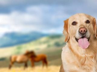 黄金猎犬的饲养指南（建立与宠物黄金猎犬的深刻关系）