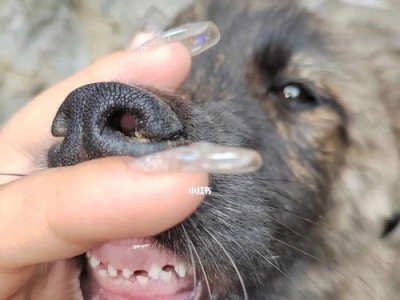 狗狗换牙注意事项（如何保护狗狗健康成长）