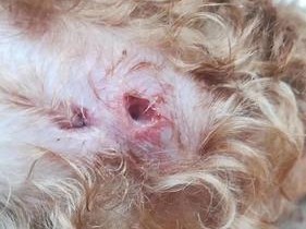 狗狗肛门腺问题（了解狗狗肛门腺问题，保护它们的健康）