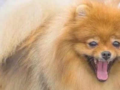 了解博美犬的饲养需求（掌握关键的饲养要点，让你的博美犬健康快乐）