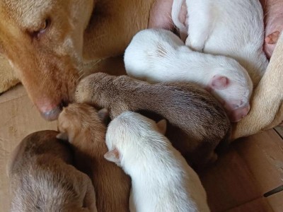 母狗没有奶怎么办？解决方法一览（为什么母狗会没有奶以及如何处理这个问题）