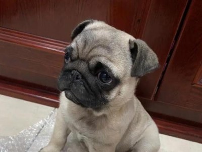 巴哥犬怀孕后的月子餐需求（巴哥犬月子餐的关键营养和食物推荐）
