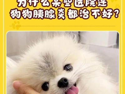 解决与宠物狗关系不好的问题（改善与狗狗相处的技巧与方法）