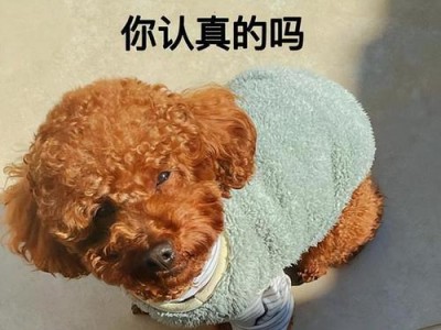 养一只泰迪犬的花费（计算养泰迪犬的经济成本及相关费用）