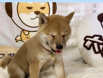 纯种柴犬的特征与辨识方法（揭秘纯种柴犬脚趾和爪子的特点）