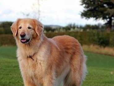 探索AKC家庭犬的品种和特点（了解不同AKC家庭犬品种的特征与适应环境）