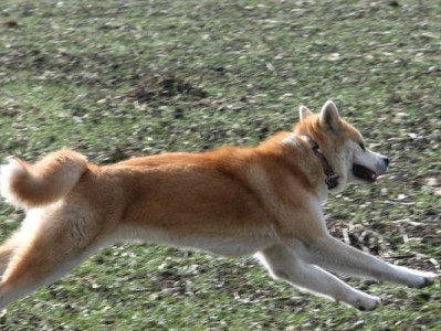 如何安全地携带秋田犬乘坐车？（宠物出行小心大禁忌，掌握这个让旅途更加安心）