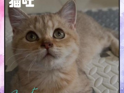 猫咪毛球的形成与呕吐频率（探究猫咪呕吐毛球的周期以及关键因素）