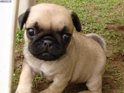 探索以巴哥犬价格的因素及市场趋势（了解以巴哥犬价格的关键因素和市场动向）