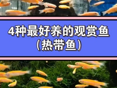 养热带鱼的注意事项（打造理想的热带鱼水族箱环境）
