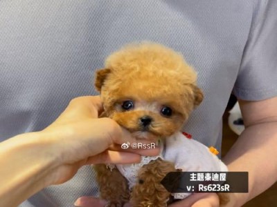 泰迪价格走势与市场行情（泰迪宠物狗现在的价格及相关因素分析）