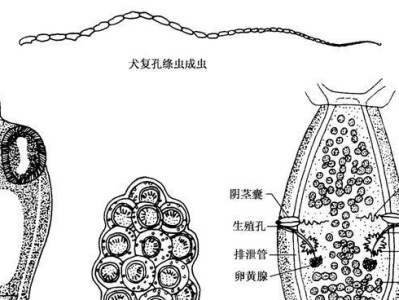 哈士奇消化道感染的类别及防治（掌握不同类型感染，提高宠物抵抗力）