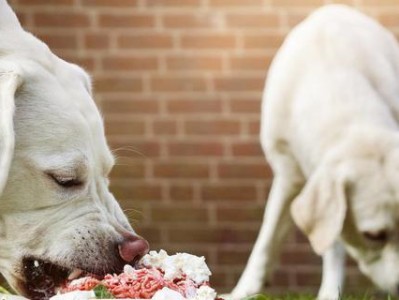 如何纠正宠物狗乱咬东西的习惯？（让狗狗远离破坏，享受快乐生活！）