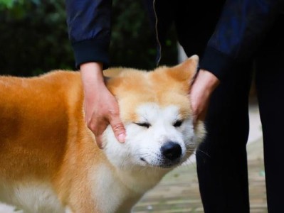 为什么禁止饲养秋田犬（从宠物的角度看秋田犬禁养的原因）