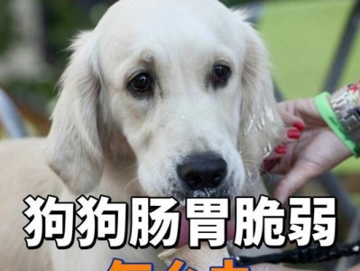 狗肠胃死症状及其诊断与治疗（探索狗肠胃死症状的临床特征与应对措施）